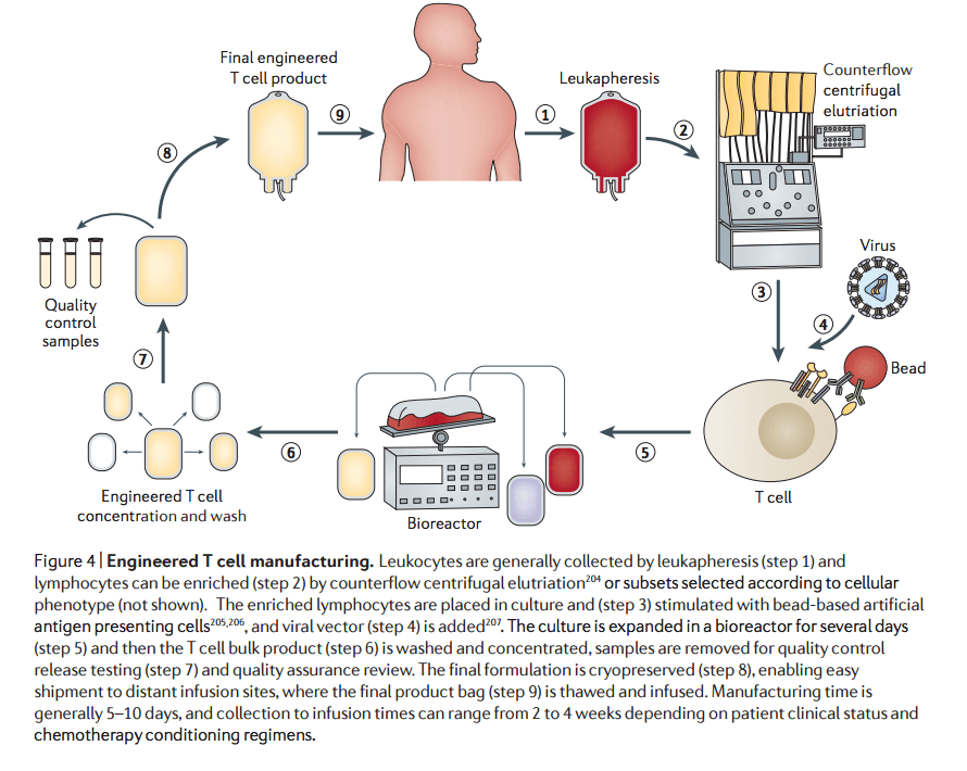 adoptive cell transfer procedure