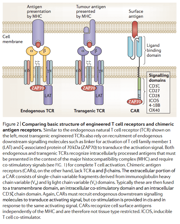 structure of the chimeric antigen