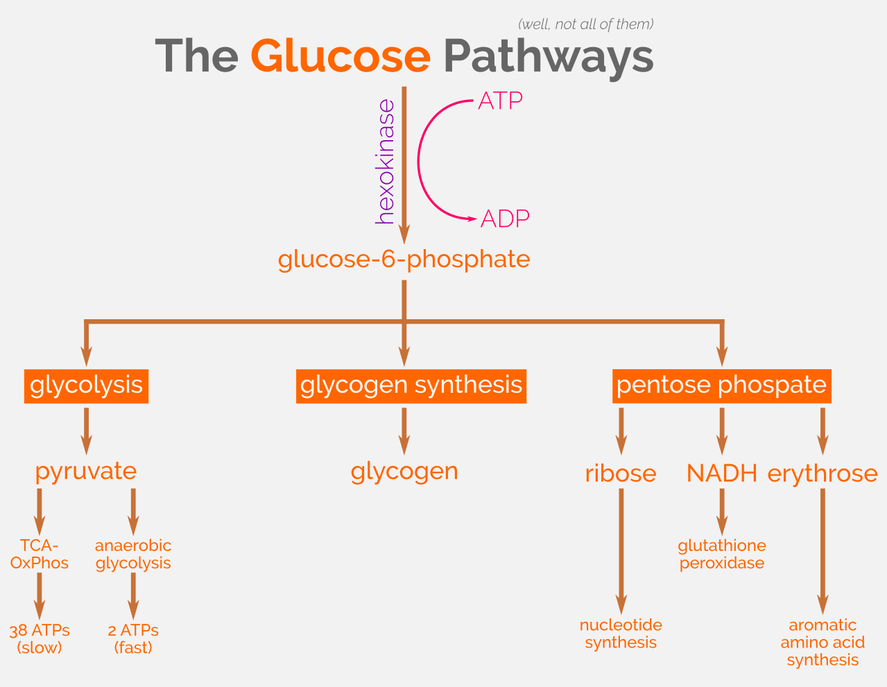 LFGK Glucose Pathways