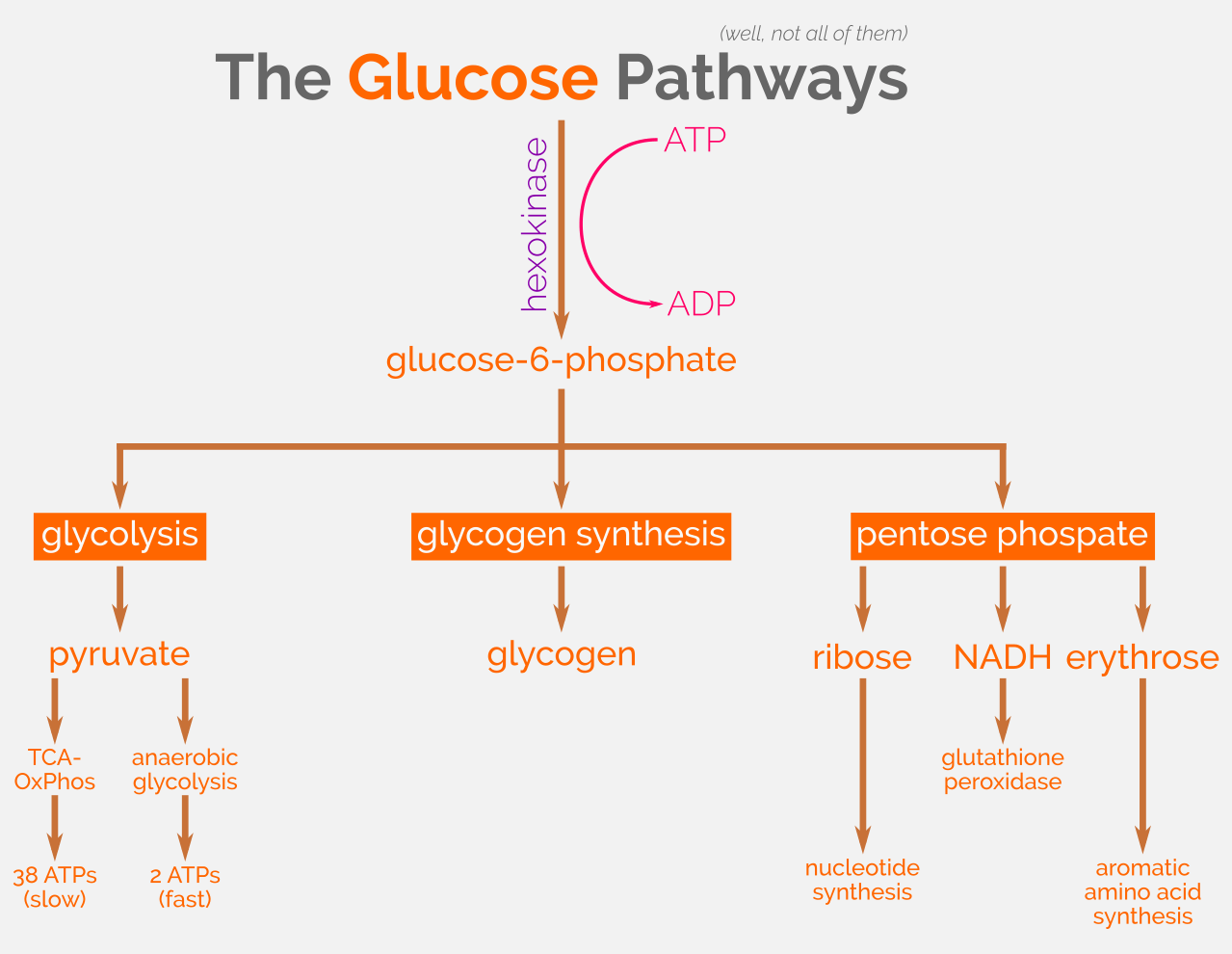 Glucose Pathways And G PD Caspershire Meta