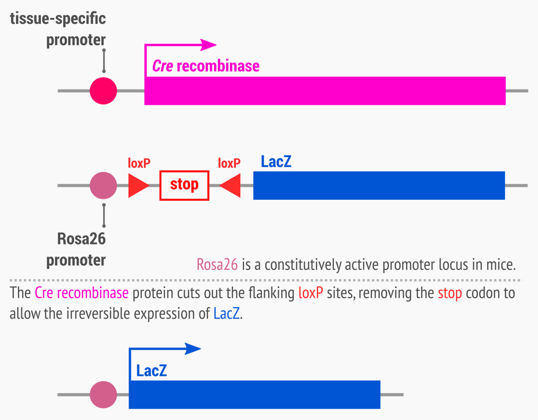 Cre-Lox a.k.a Cre recombinase