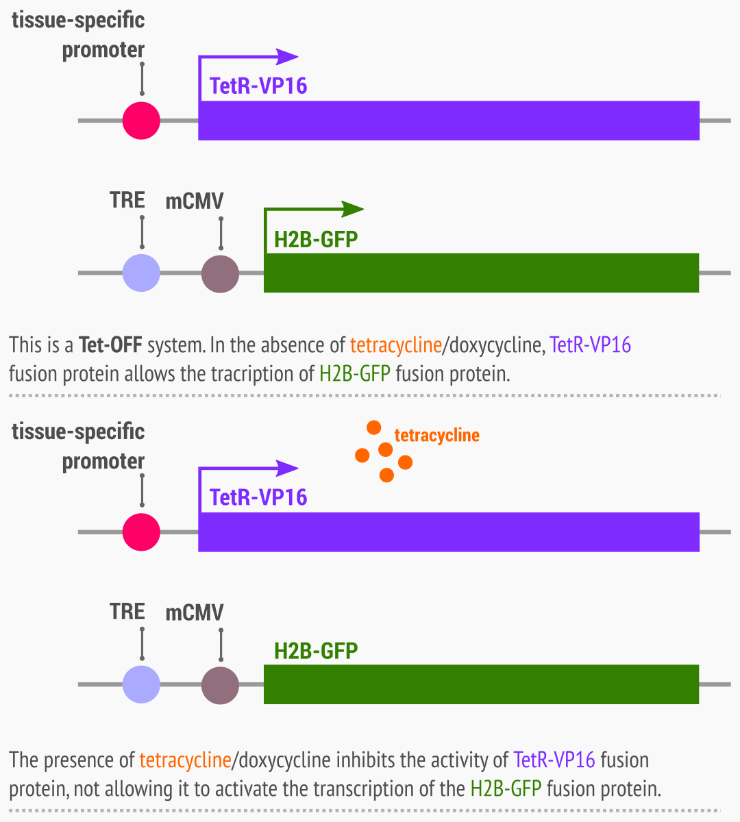 TetOFF system