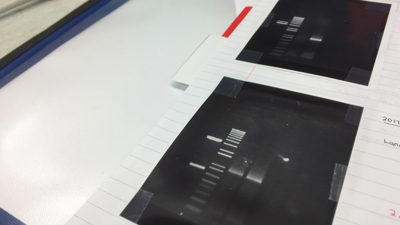 optimizing DNA gel