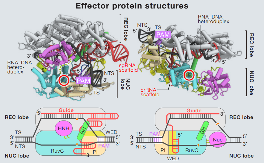 Cas9 and Cpf1