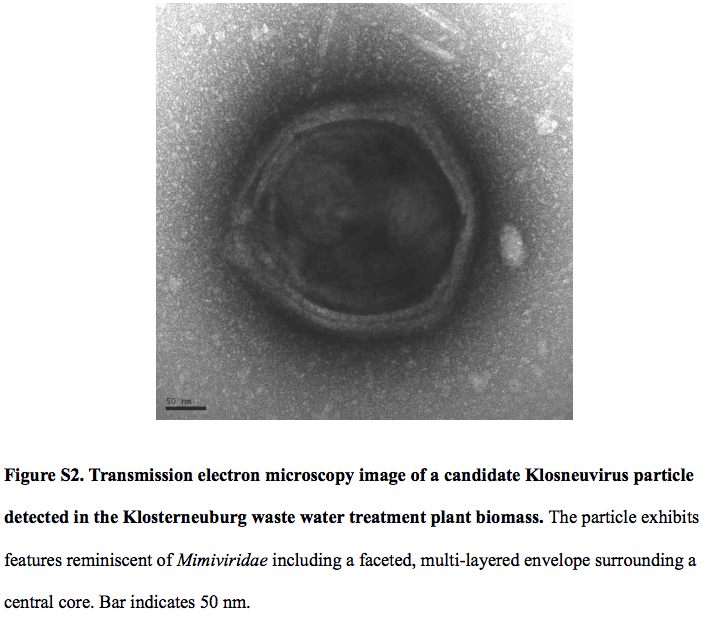 Klosneuvirus, electron microscopy