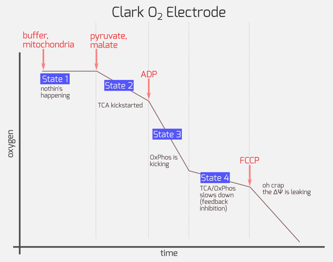 TCA-OxPhos - Clark Electrode