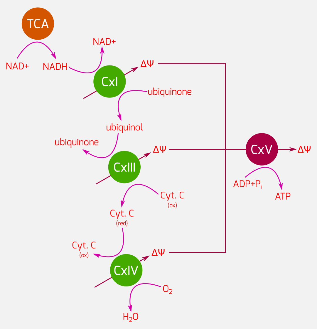 TCA-OxPhos overview